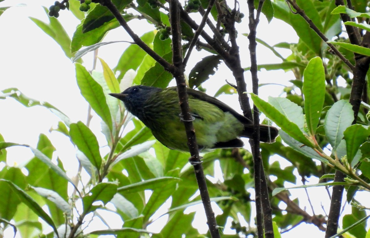 Streak-necked Flycatcher - ML638848982