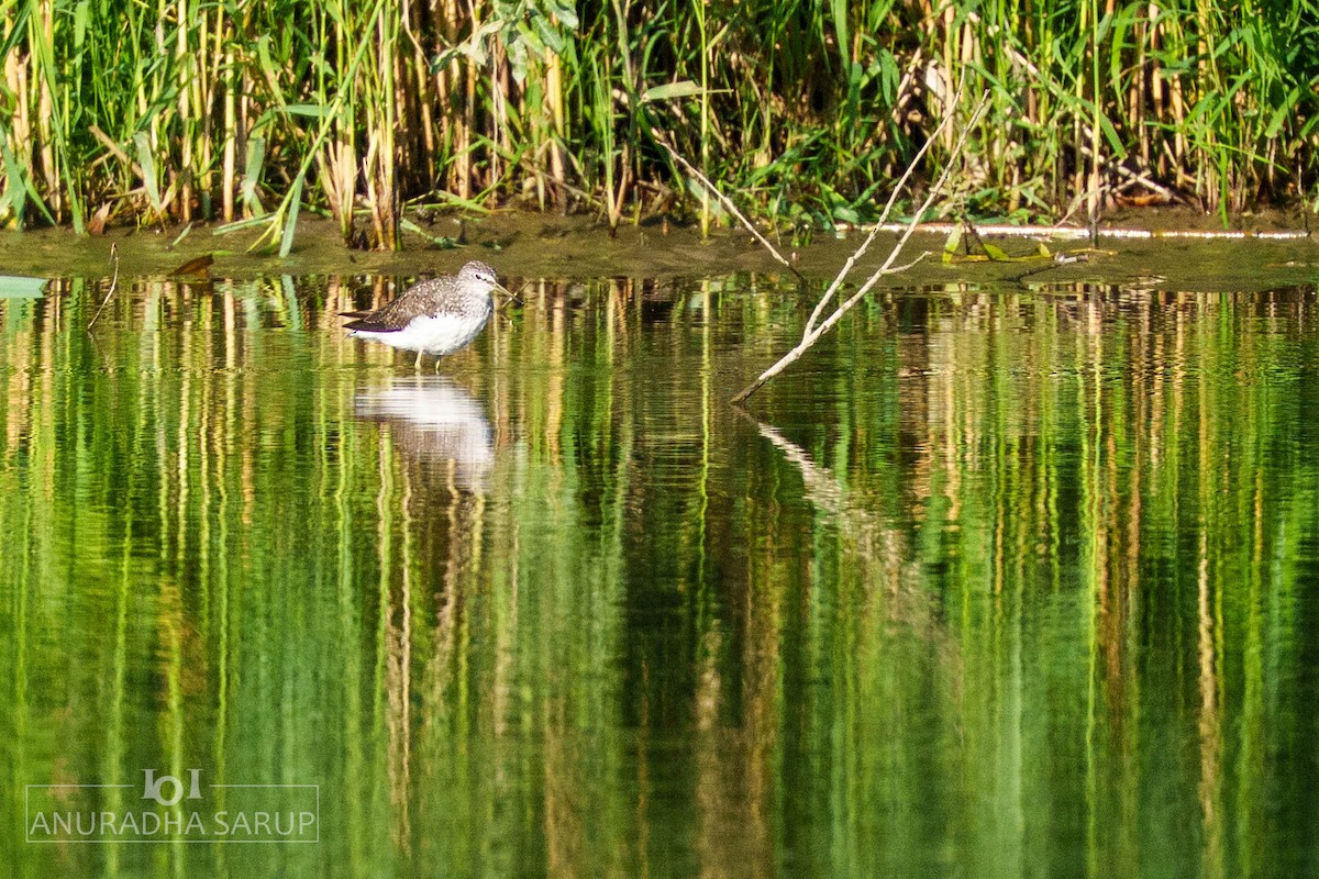 vodouš kropenatý - ML638848983