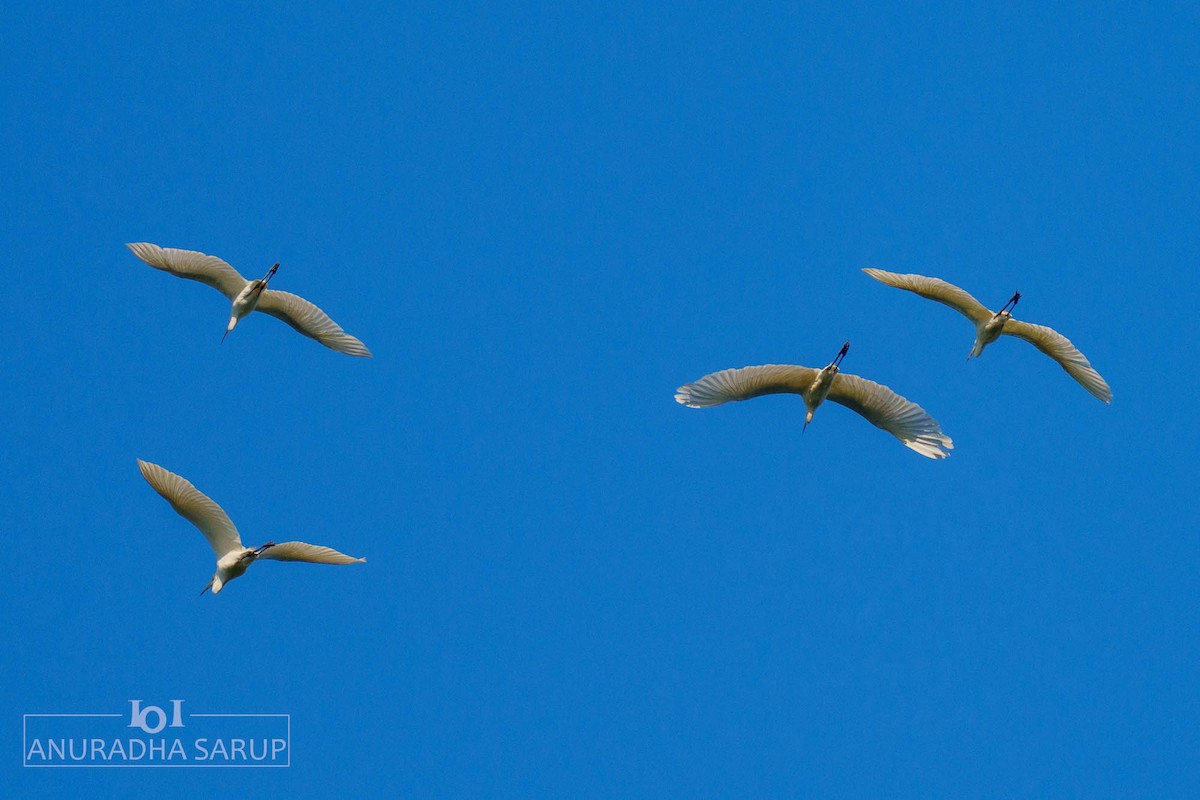 volavka bílá - ML638848996