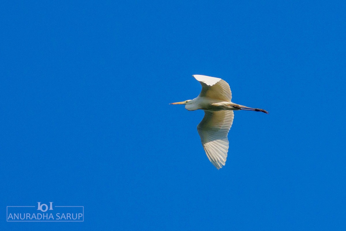 volavka bílá - ML638848997