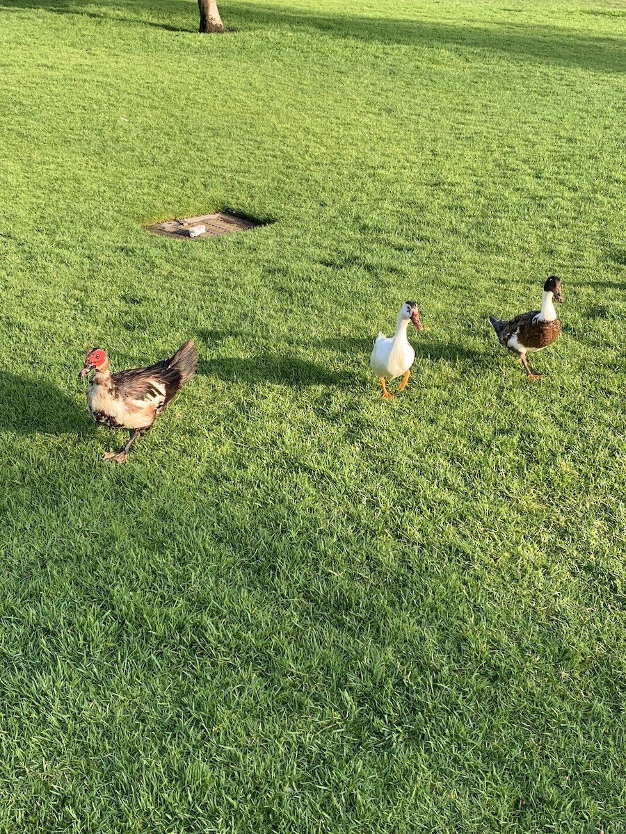 Muscovy Duck (Domestic type) - ML638849003