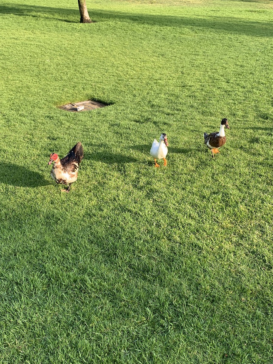 Muscovy Duck (Domestic type) - ML638849004