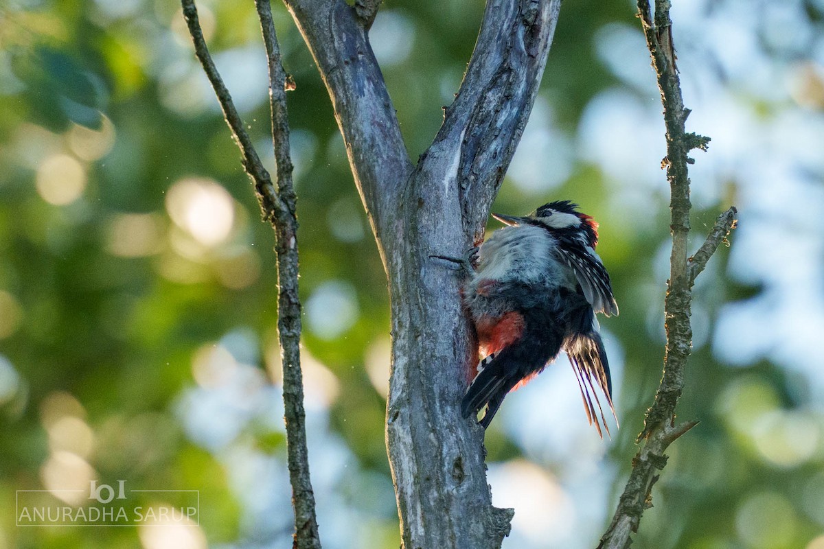 strakapoud velký - ML638849028