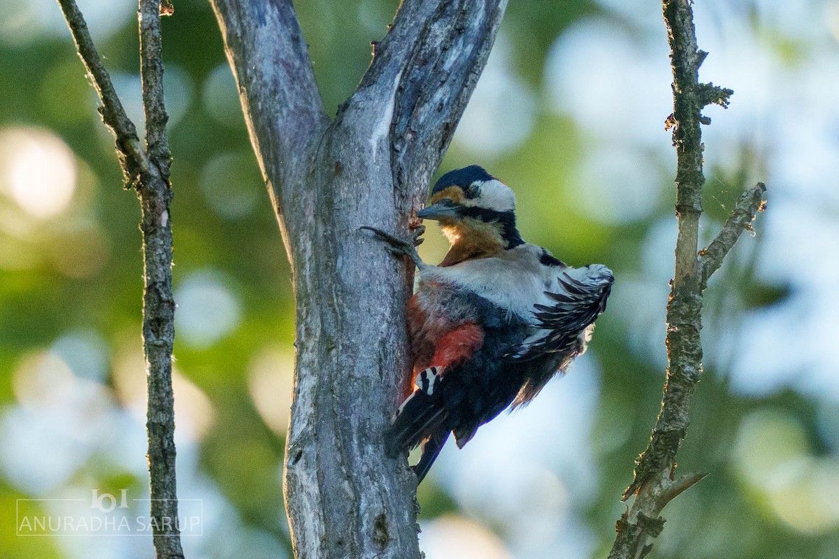 strakapoud velký - ML638849029