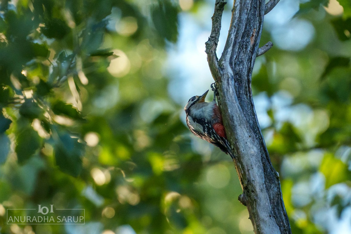 strakapoud velký - ML638849030