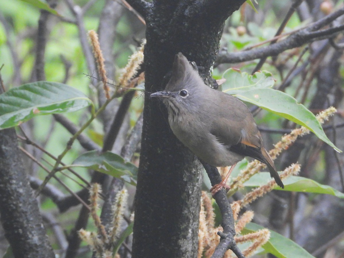 Stripe-throated Yuhina - ML638849041