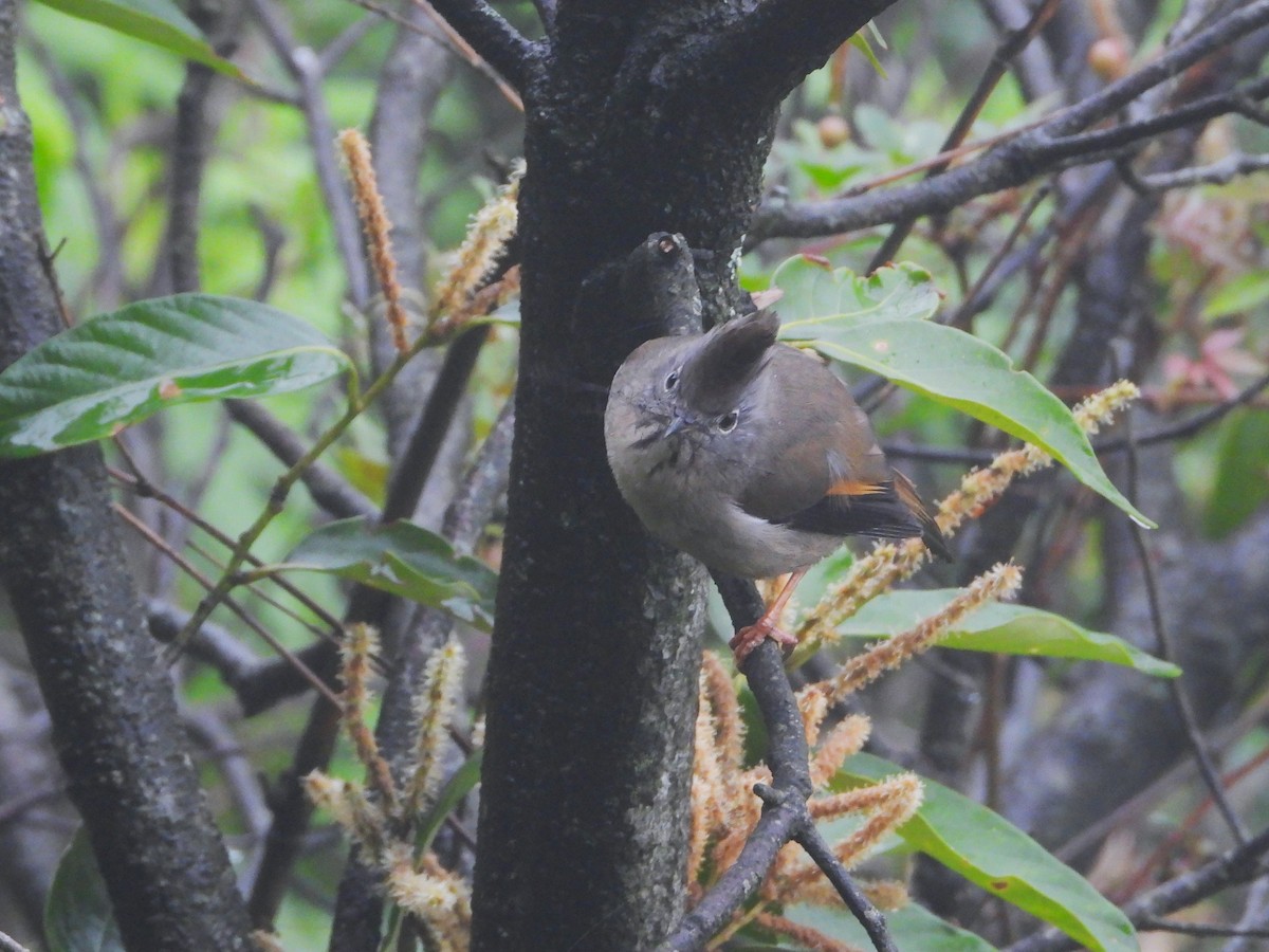 Stripe-throated Yuhina - ML638849042