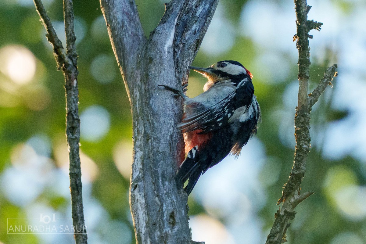 strakapoud velký - ML638849043