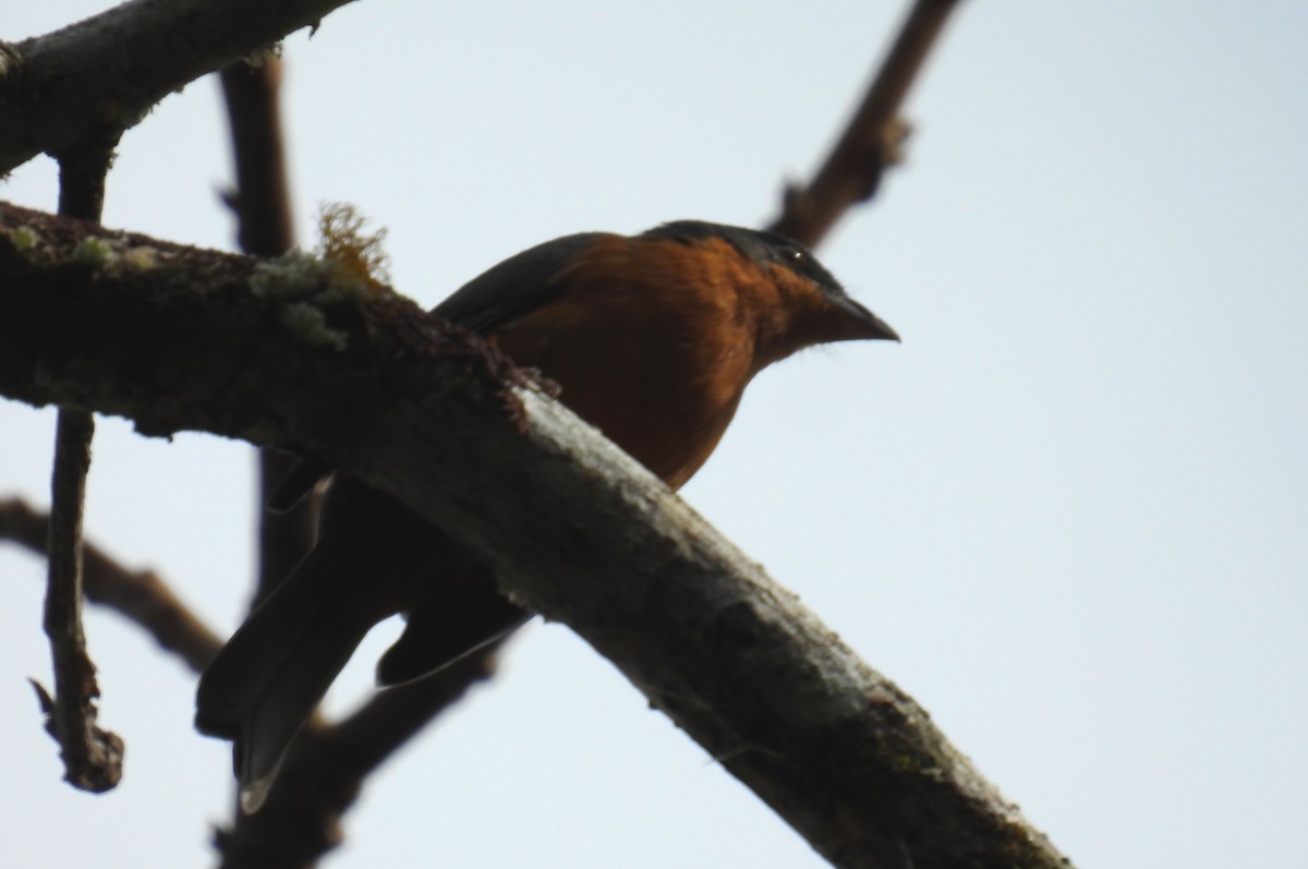 Rufous-crested Tanager - ML638849058
