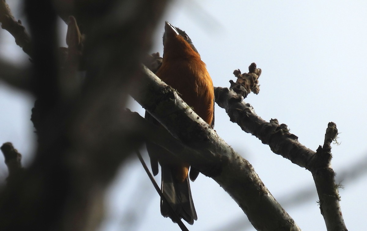 Rufous-crested Tanager - ML638849059
