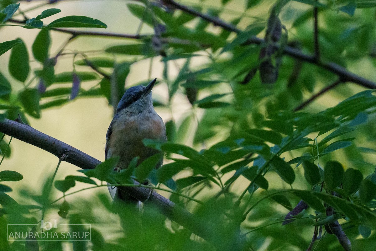 Eurasian Nuthatch - ML638849073