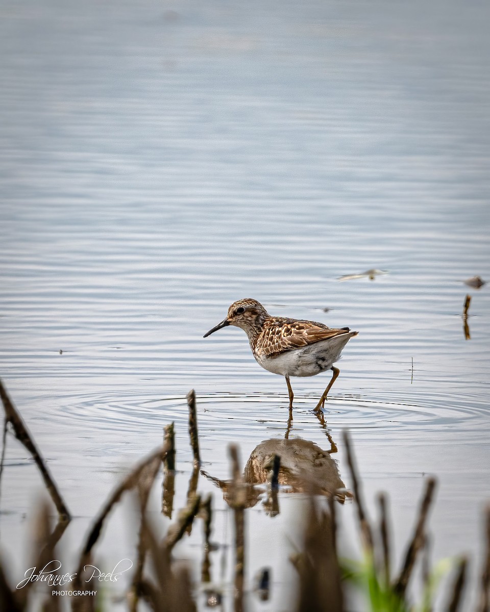Least Sandpiper - ML638849095