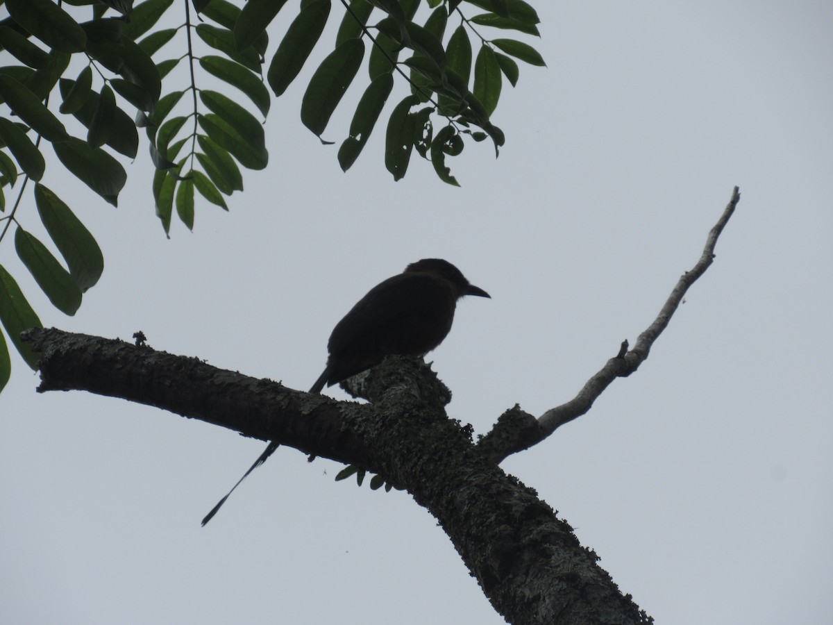 Lesson's Motmot - ML638849096