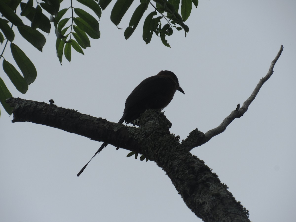 Lesson's Motmot - ML638849097