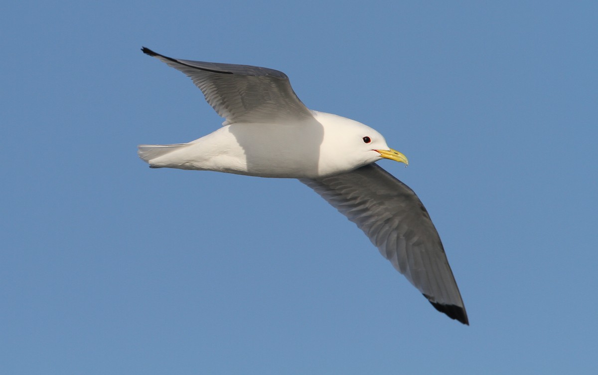 Black-legged Kittiwake (Atlantic) - Christoph Moning