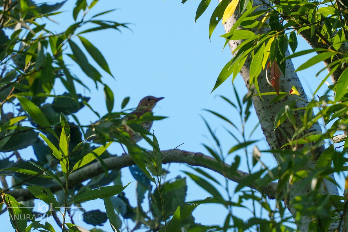 drozd zpěvný - ML638849127