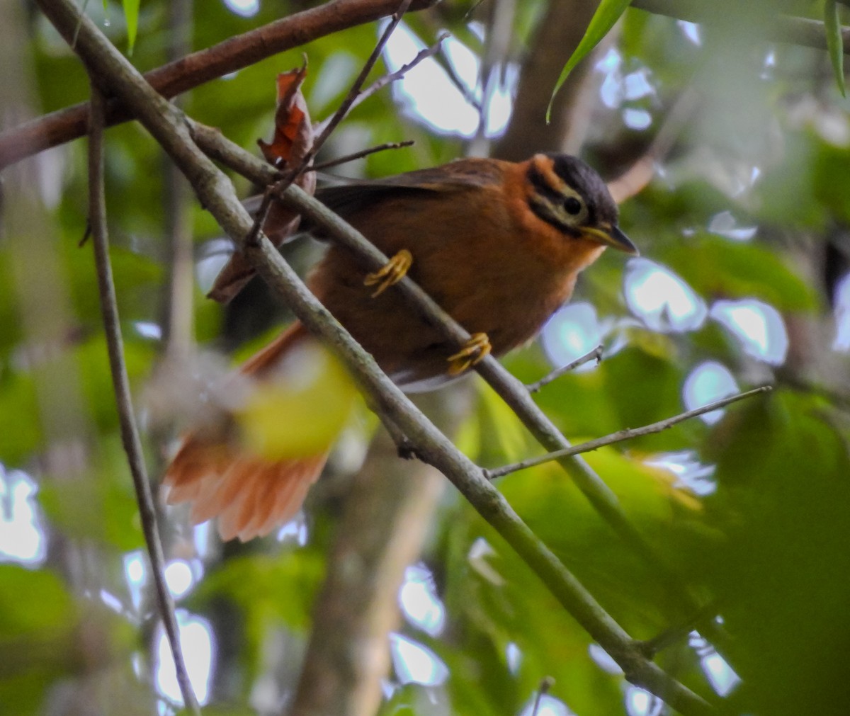 Black-capped Foliage-gleaner - ML638849129
