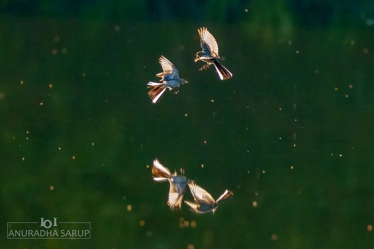 konipas bílý - ML638849137