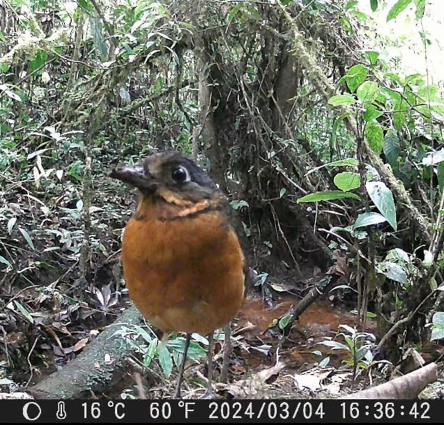 Scaled Antpitta - ML638849167