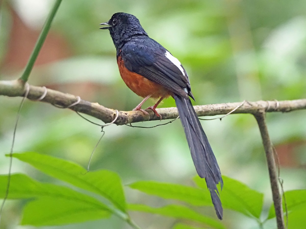 アカハラシキチョウ - ML638849177