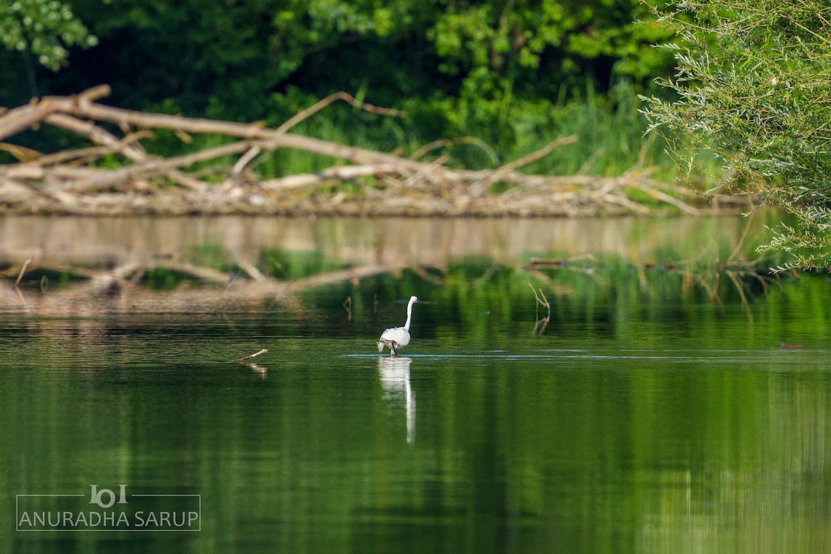 volavka stříbřitá - ML638849199