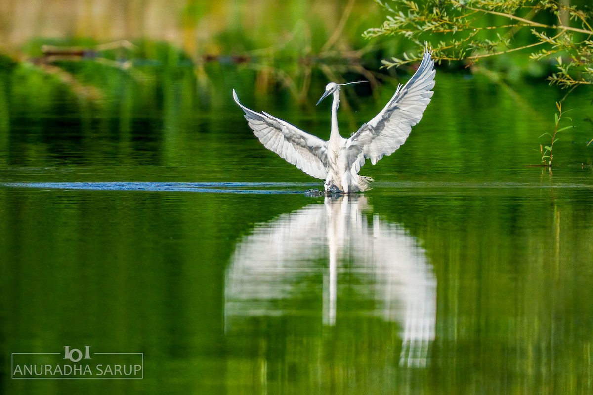 volavka stříbřitá - ML638849200