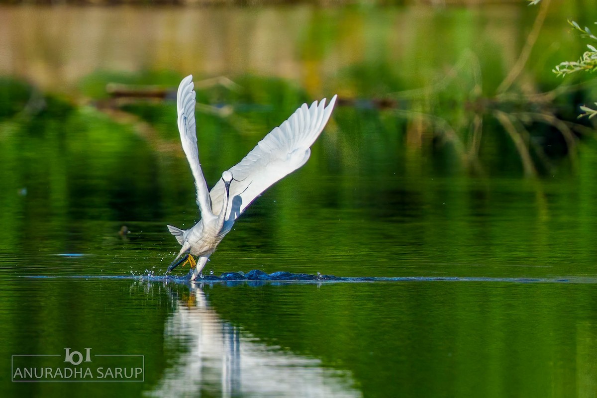 volavka stříbřitá - ML638849201