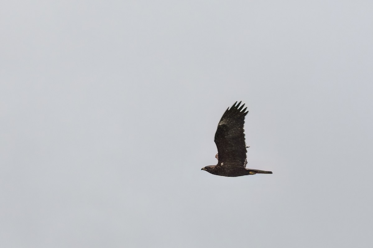 Wahlberg's Eagle - ML638849212