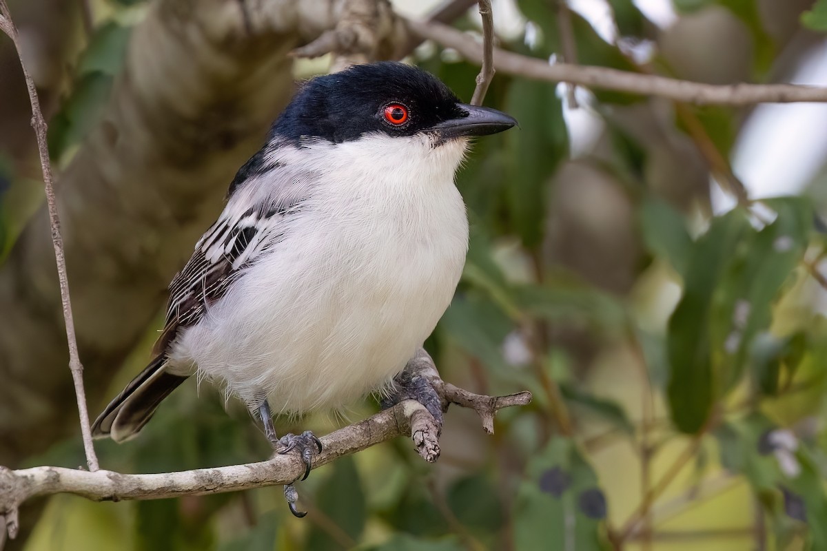 Black-backed Puffback - ML638849239