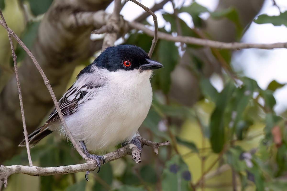 Black-backed Puffback - ML638849240