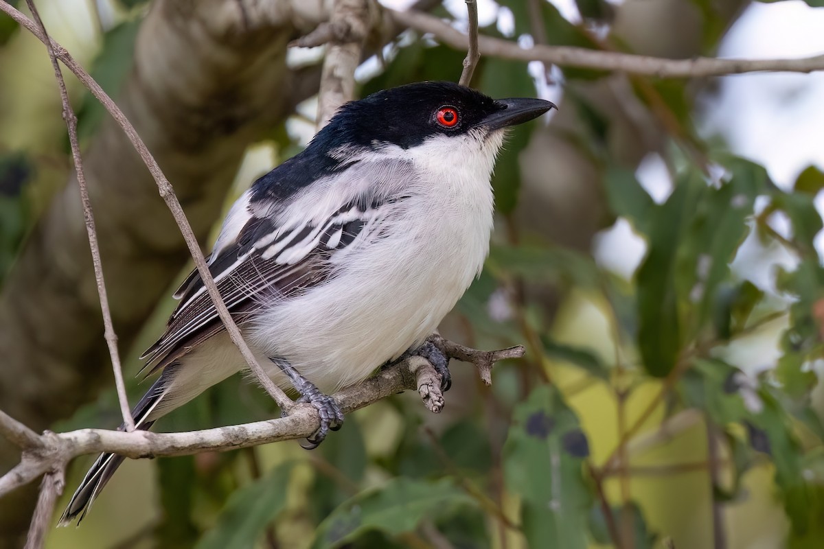 Black-backed Puffback - ML638849241