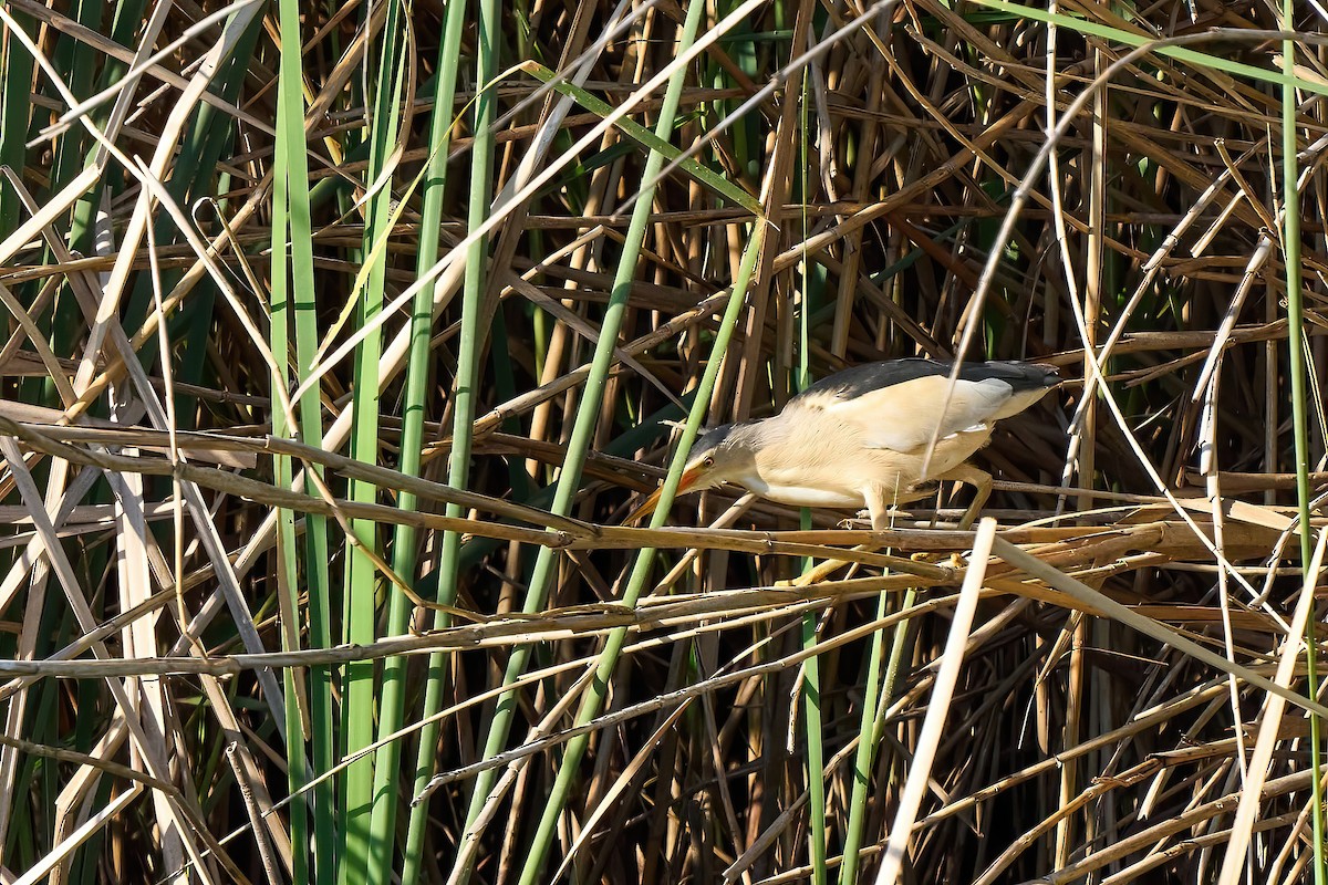 Little Bittern - ML638849242