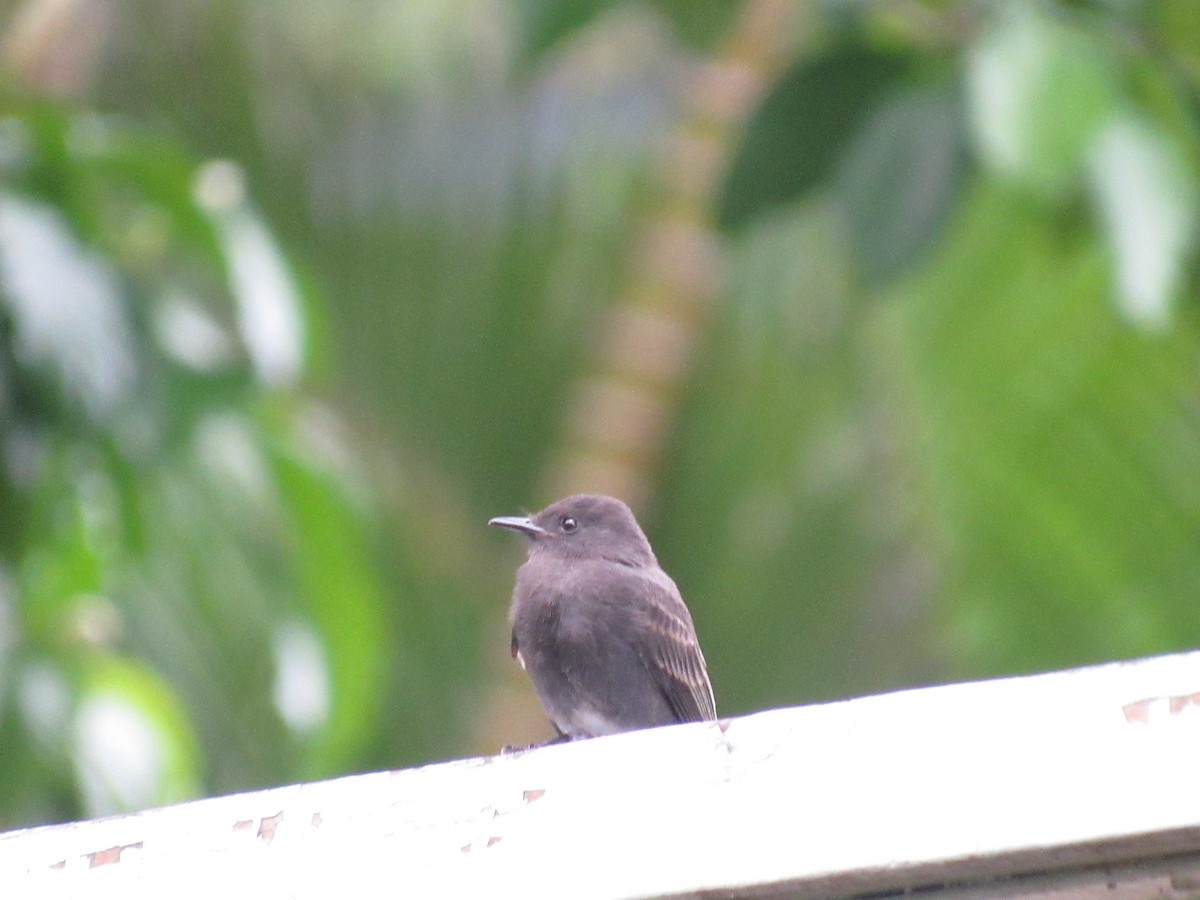 Black Phoebe - ML638849251