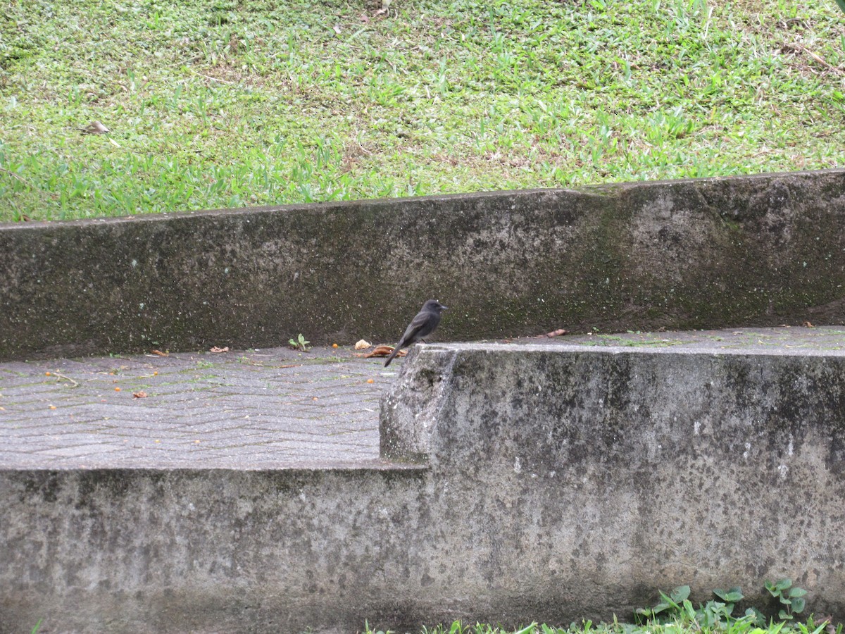 Black Phoebe - ML638849252