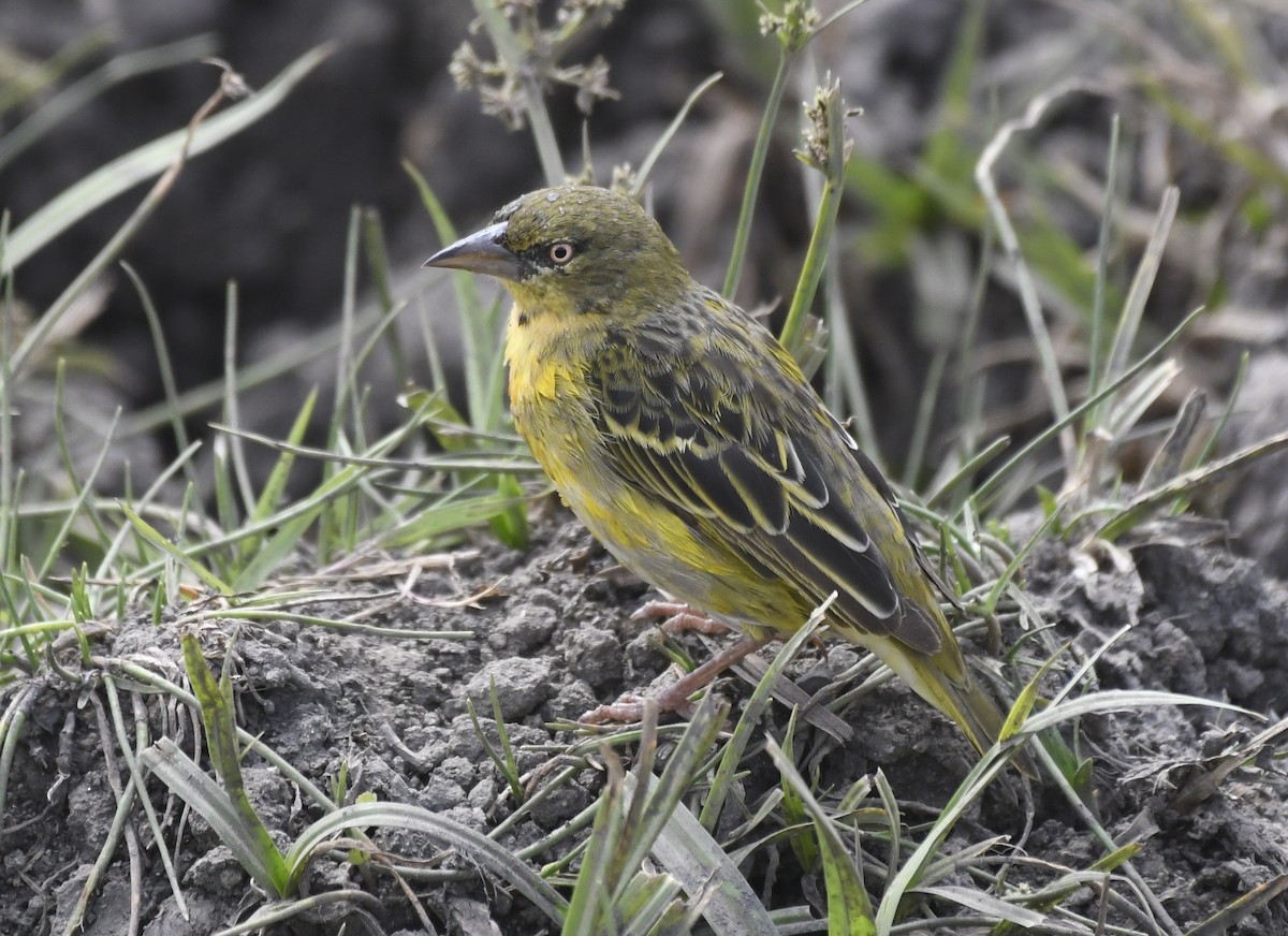 Speke's Weaver - ML638849292