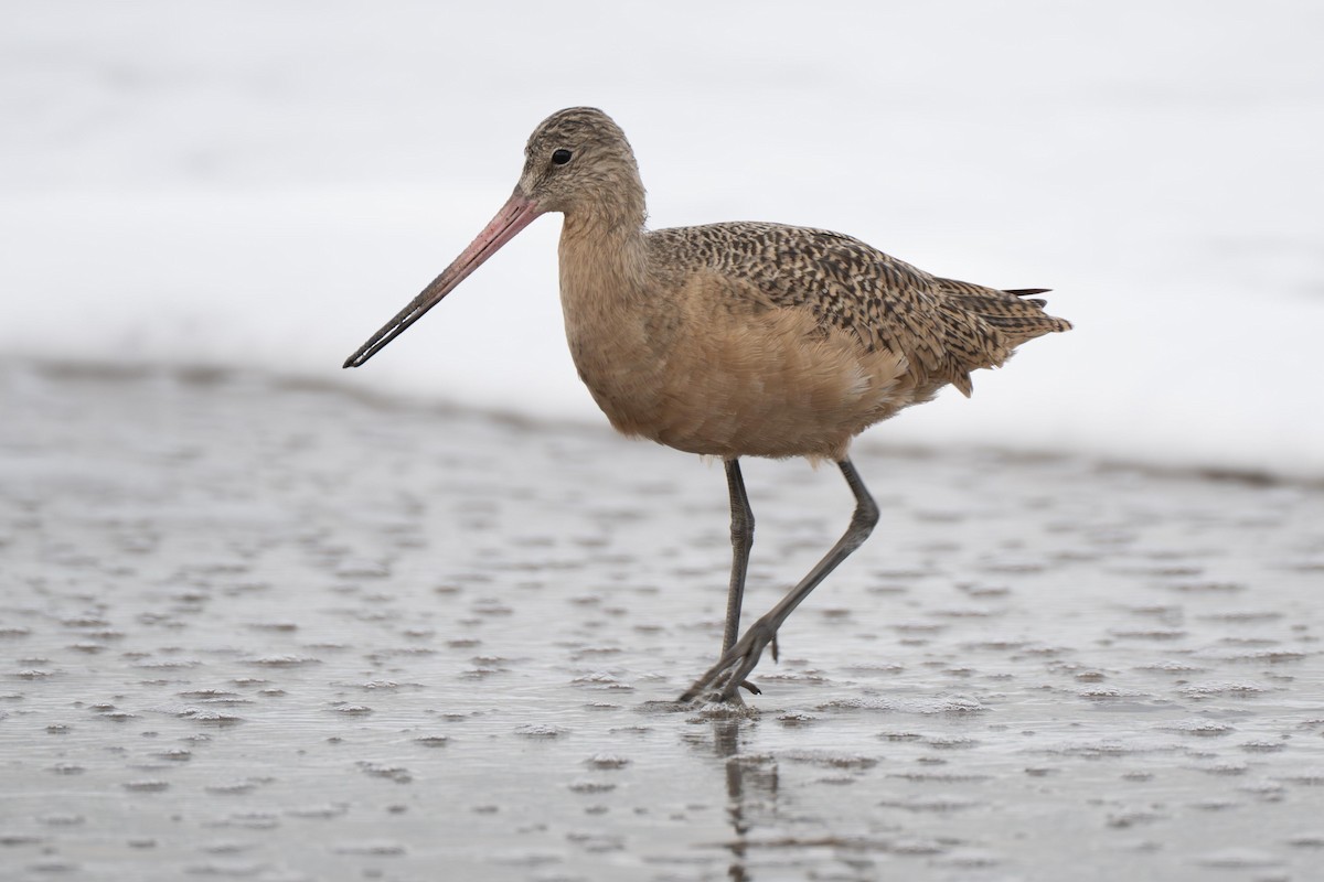 Marbled Godwit - ML638849294