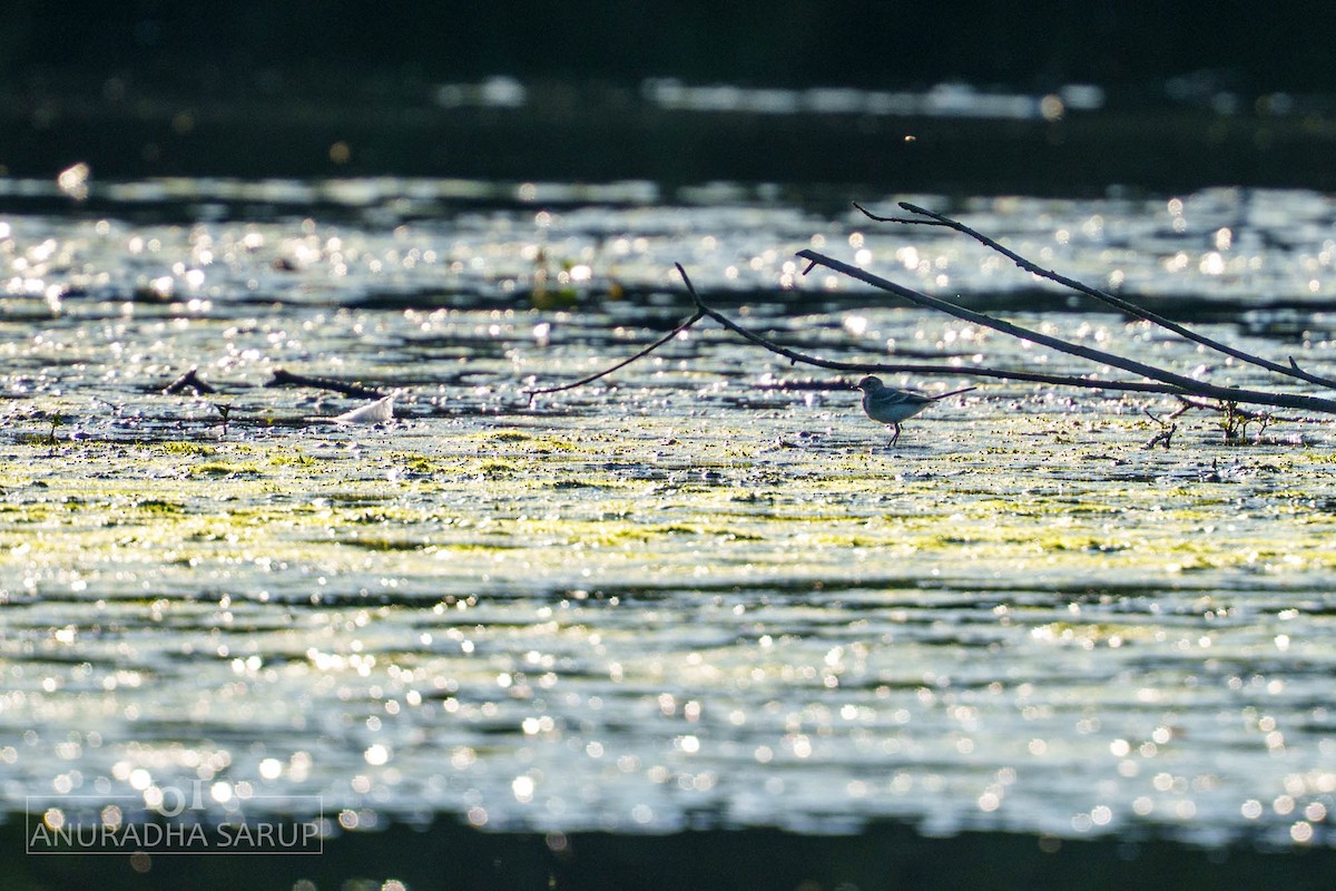 konipas bílý - ML638849296