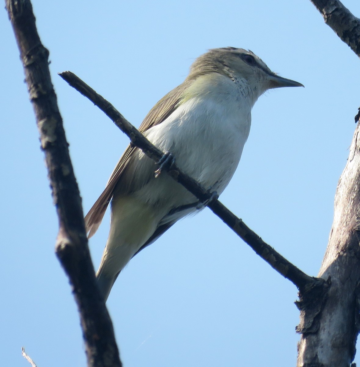 Red-eyed Vireo - ML638849310