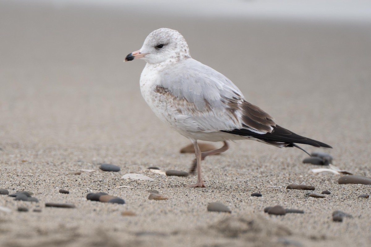 Ring-billed Gull - ML638849314