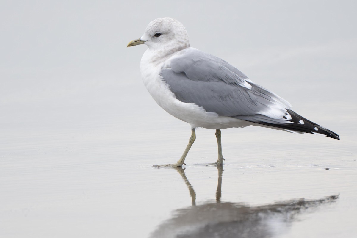 Short-billed Gull - ML638849320