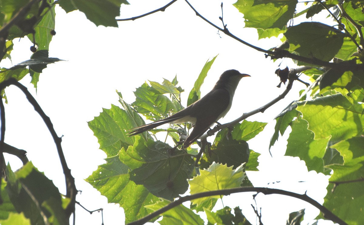 Yellow-billed Cuckoo - ML638849331