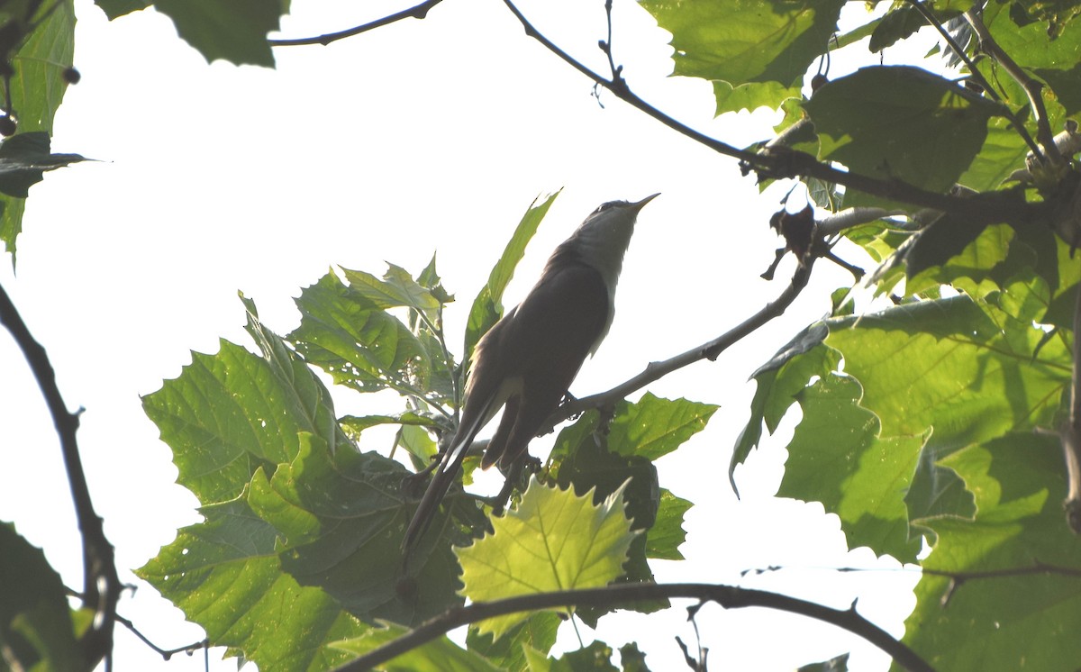 Yellow-billed Cuckoo - ML638849332