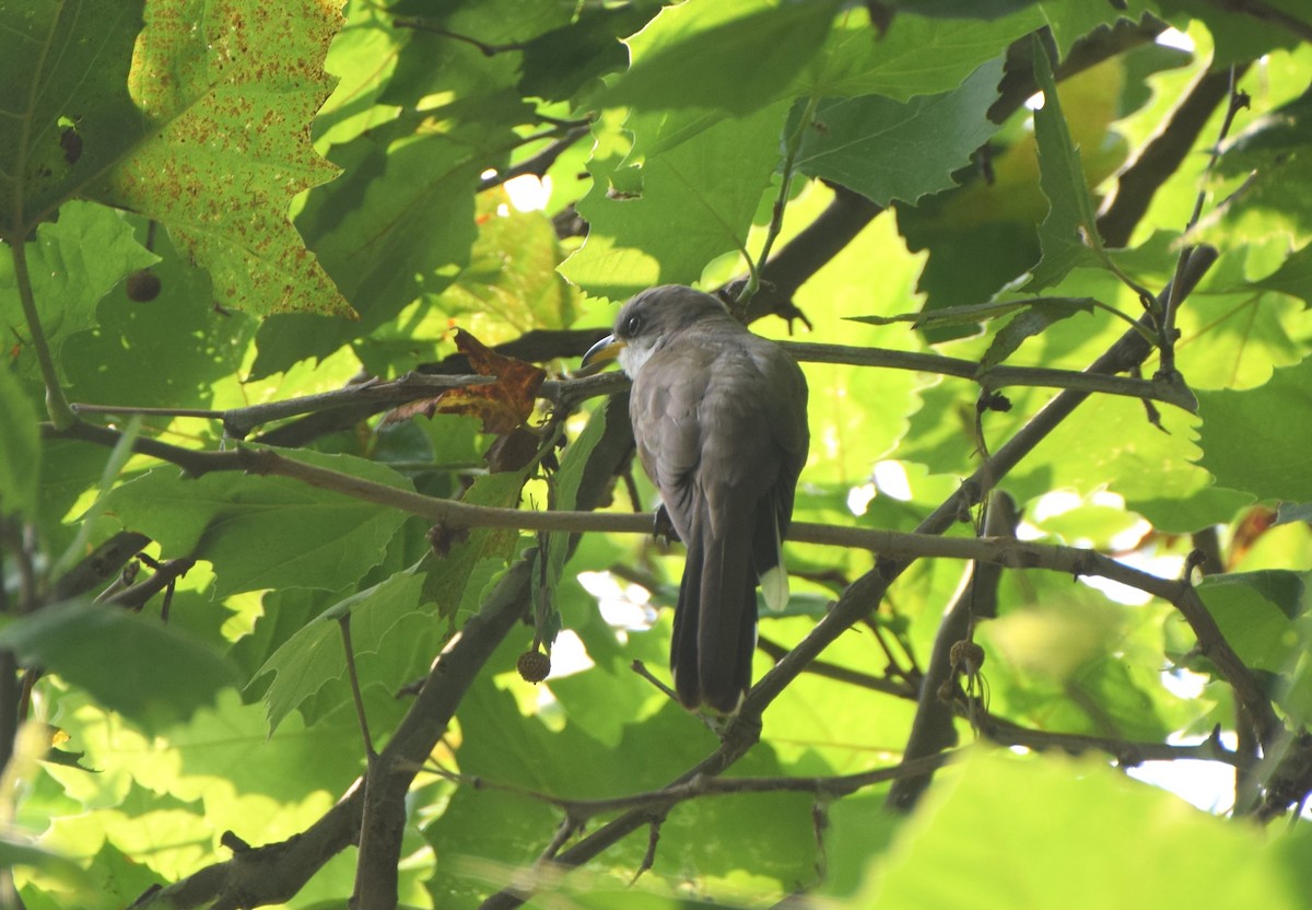 Yellow-billed Cuckoo - ML638849333