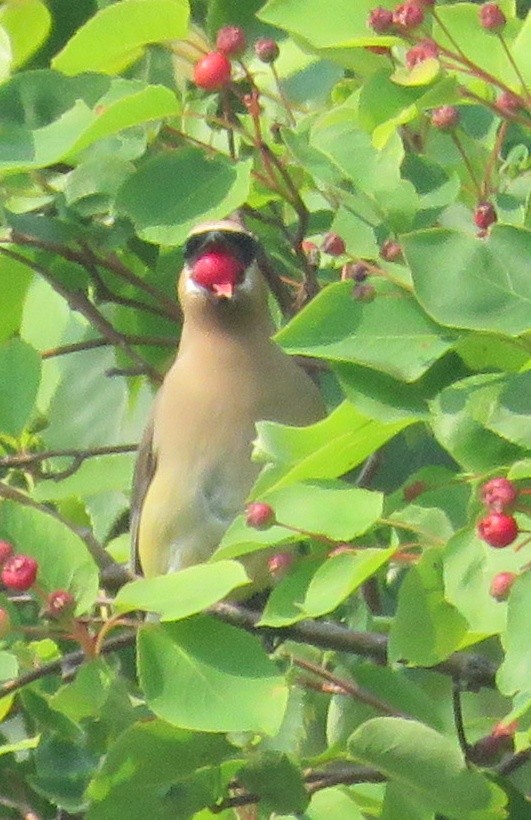 Cedar Waxwing - ML638849354