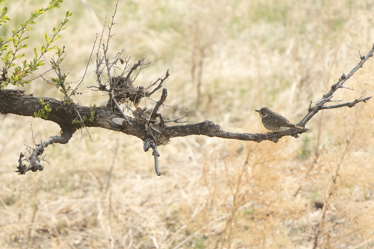 White-throated Rock-Thrush - ML638849358