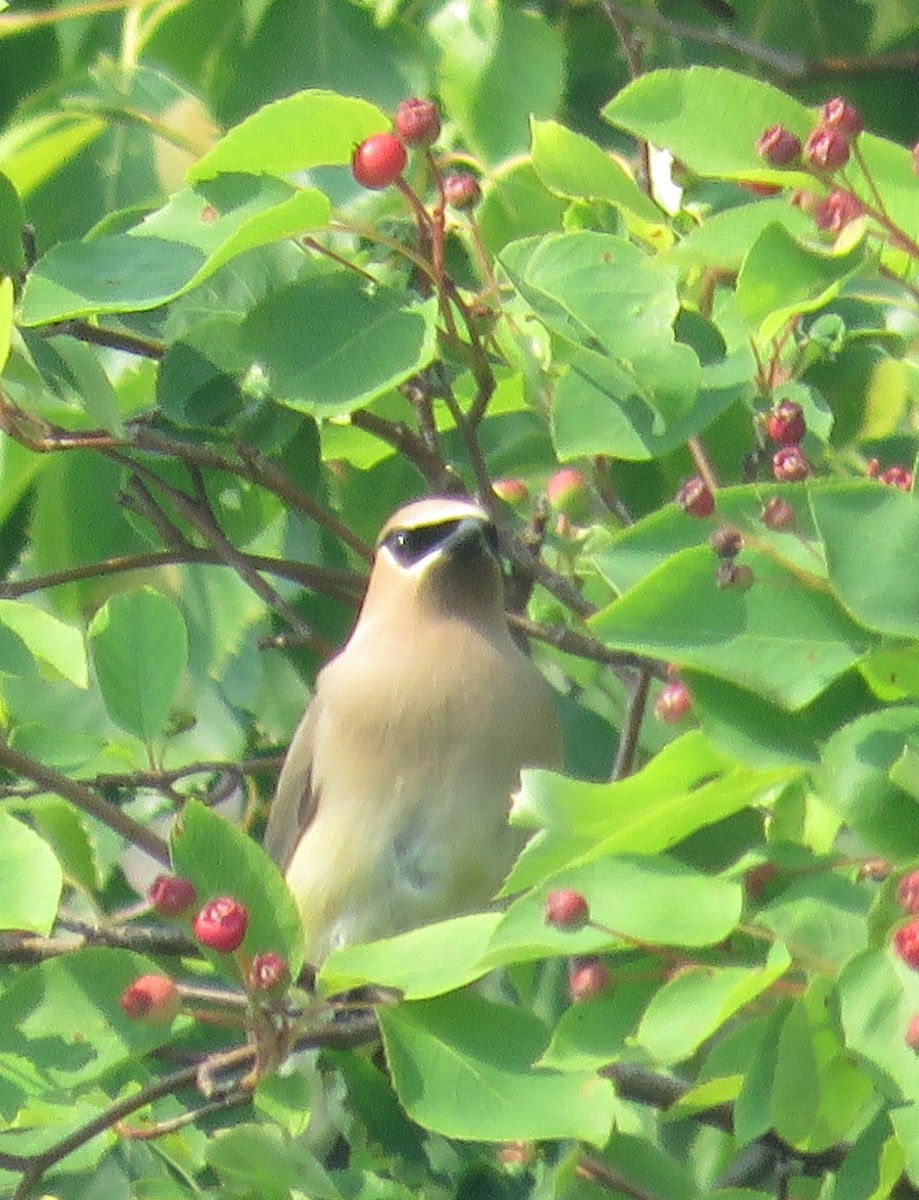 Cedar Waxwing - ML638849359