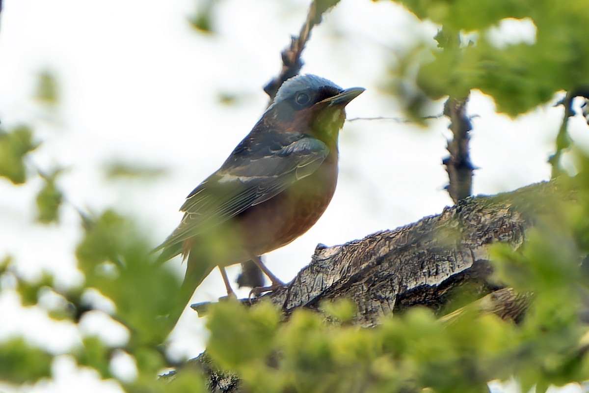 White-throated Rock-Thrush - ML638849364