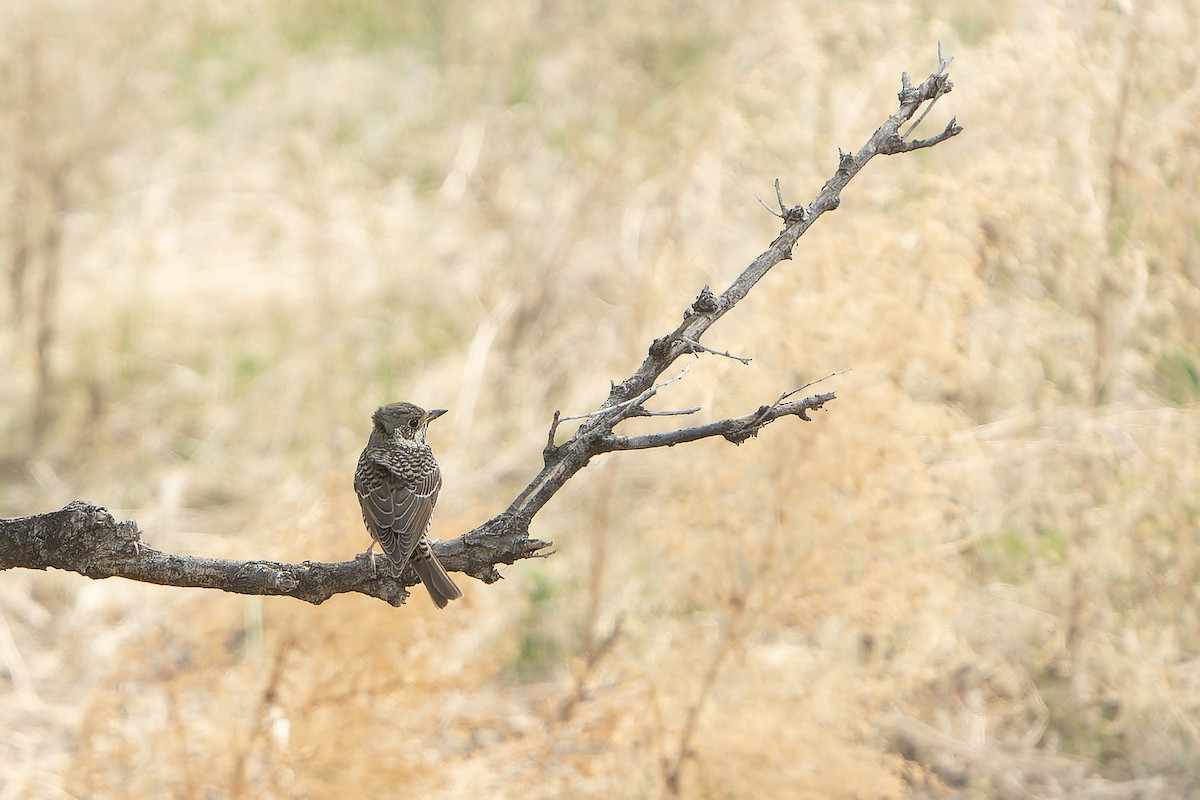 White-throated Rock-Thrush - ML638849365