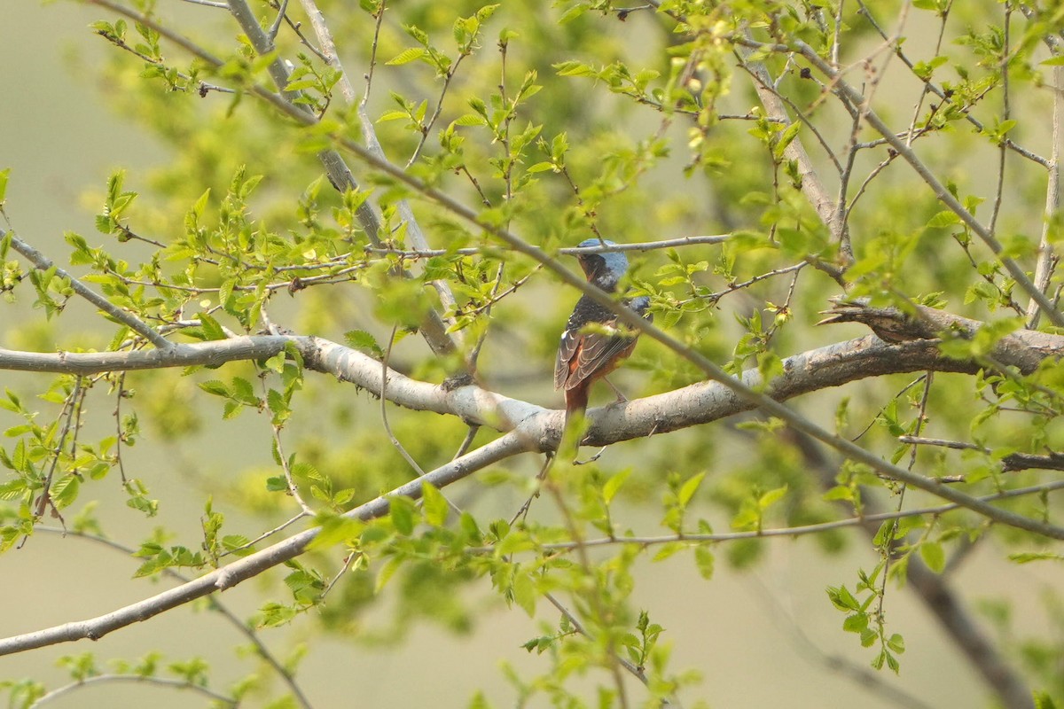 White-throated Rock-Thrush - ML638849366