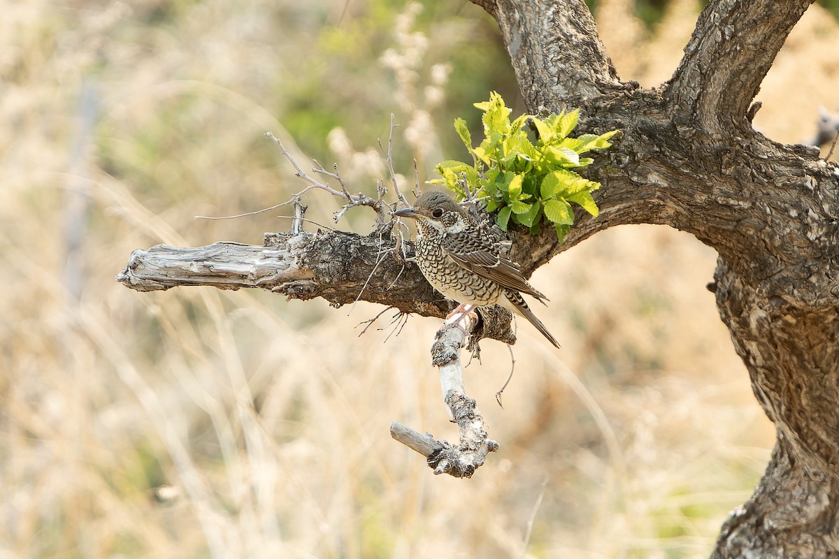 White-throated Rock-Thrush - ML638849367